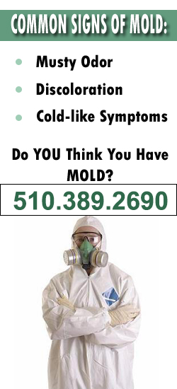 Fremont Mold Remediation Contractor